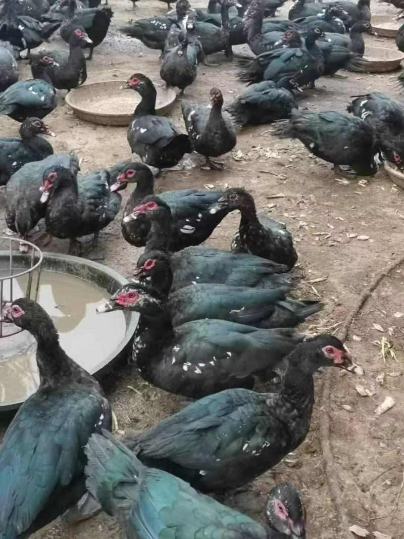 长期供应，玉土鸭，一点黑，麻鸭，青头鸭等