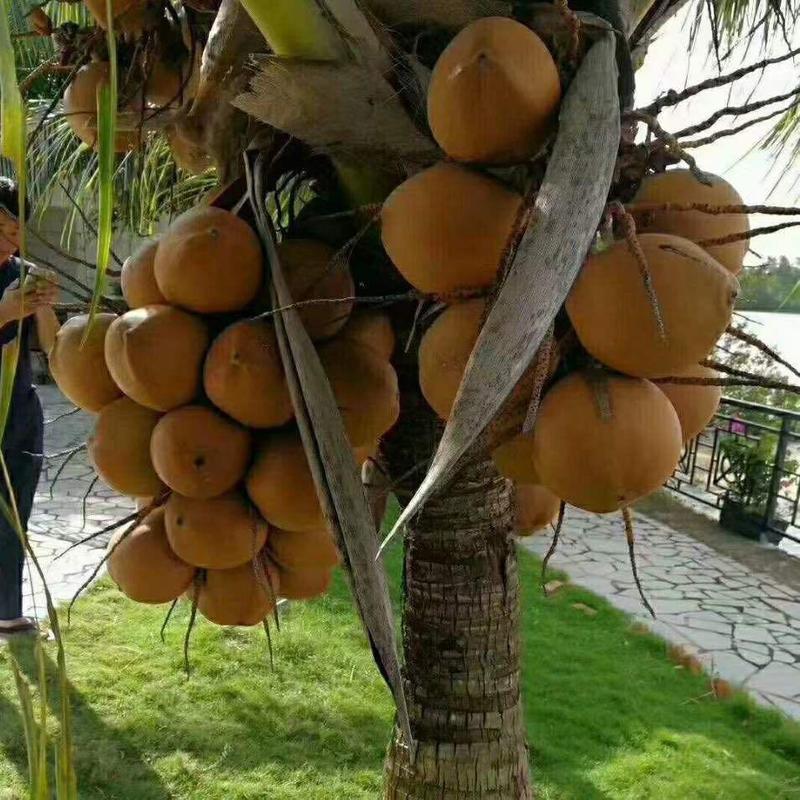 【有好货】海南椰子应当季新鲜椰皇水果保质保量全国发货