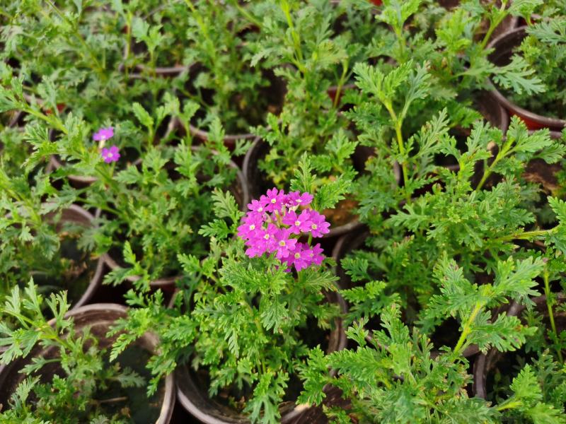 美女樱花苗多年生四季开花观赏植物室外室内盆栽基地直接发货