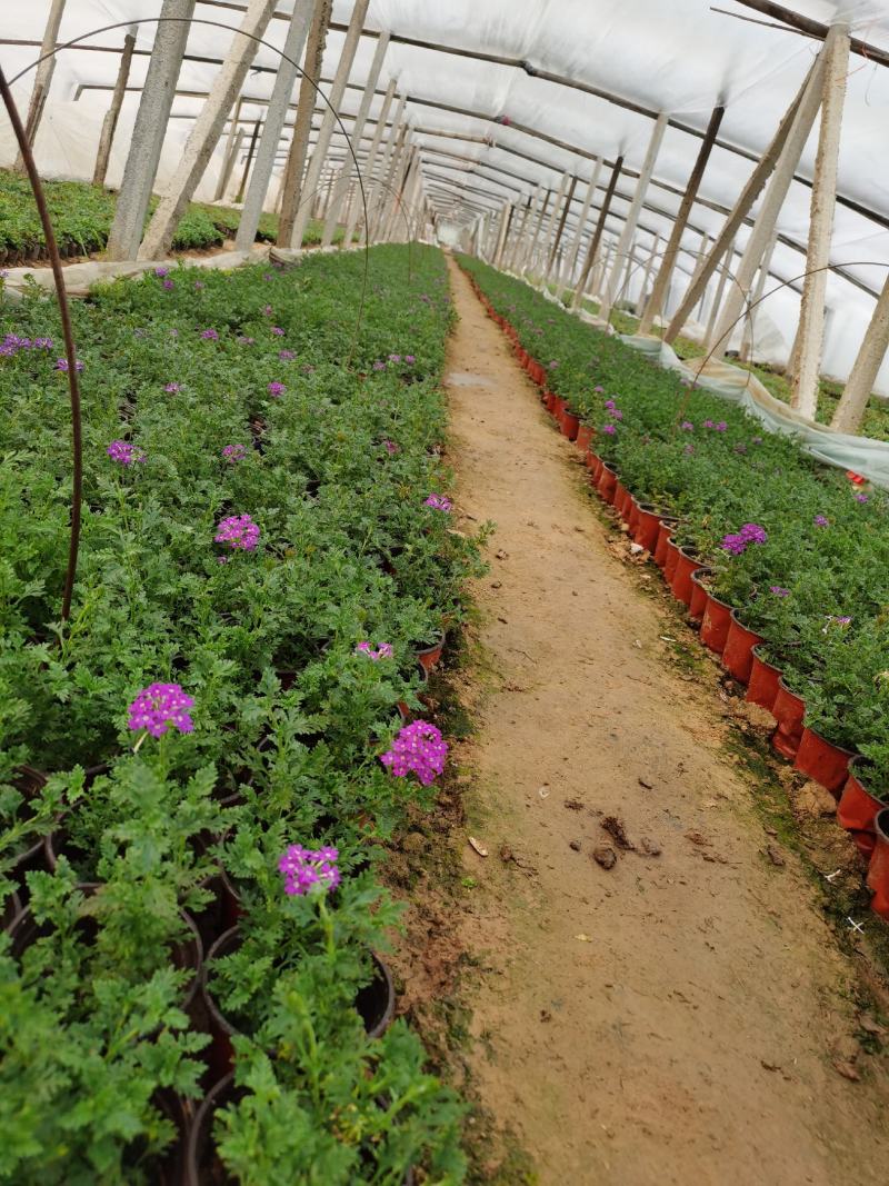 美女樱花苗多年生四季开花观赏植物室外室内盆栽基地直接发货