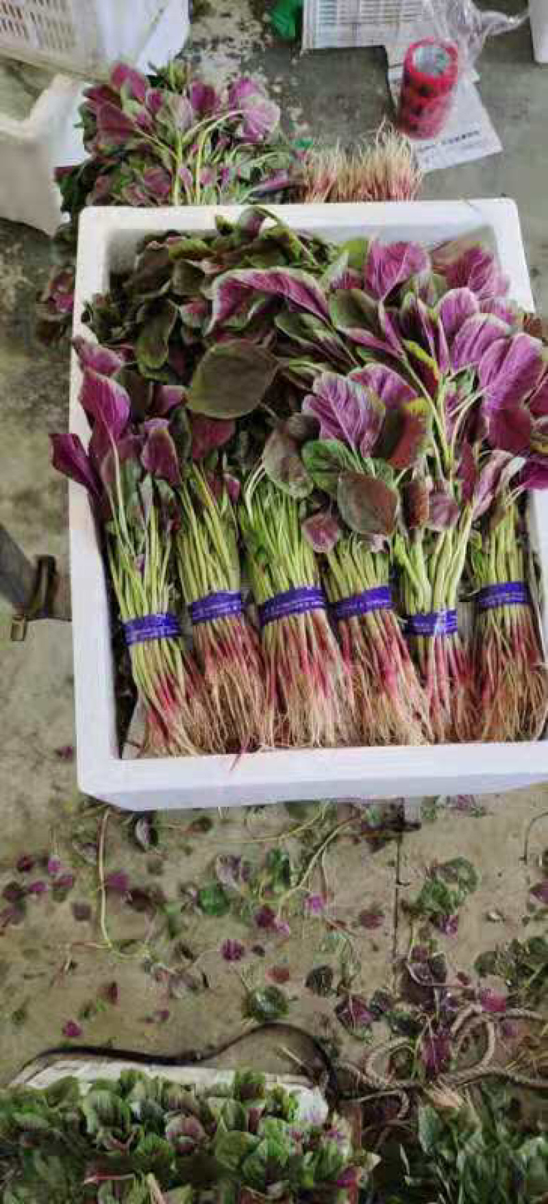 基地大棚专业代办叶菜红苋菜、各种叶菜大量对接