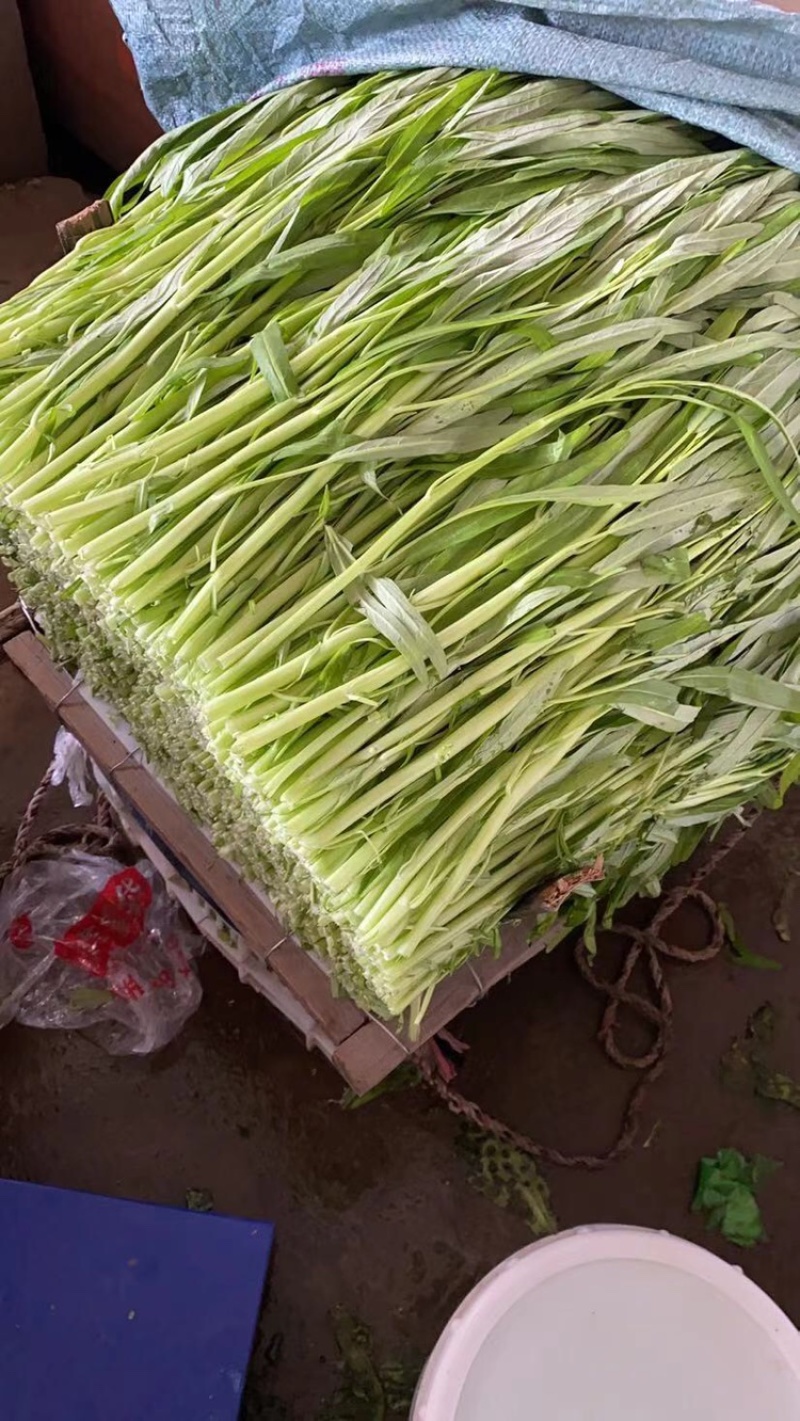 基地大棚专业代办叶菜红苋菜、各种叶菜大量对接