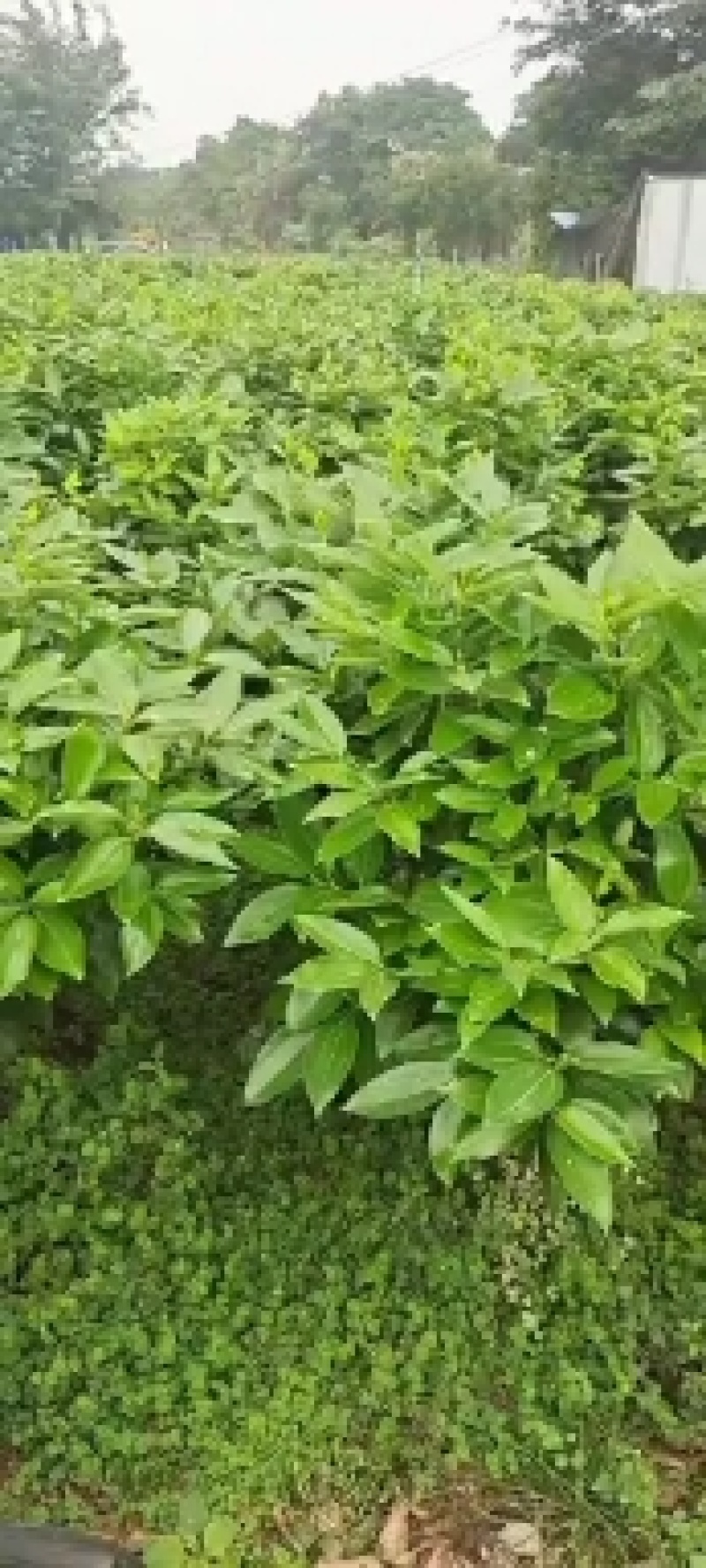 平安树基地直供自己种植无中间赚差价