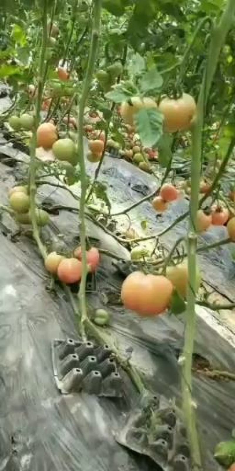 汝南万亩大棚基地品种多多精品果，通货小果，因有尽有，