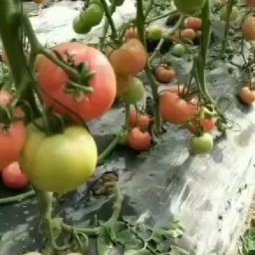 汝南万亩大棚基地品种多多精品果，通货小果，因有尽有，