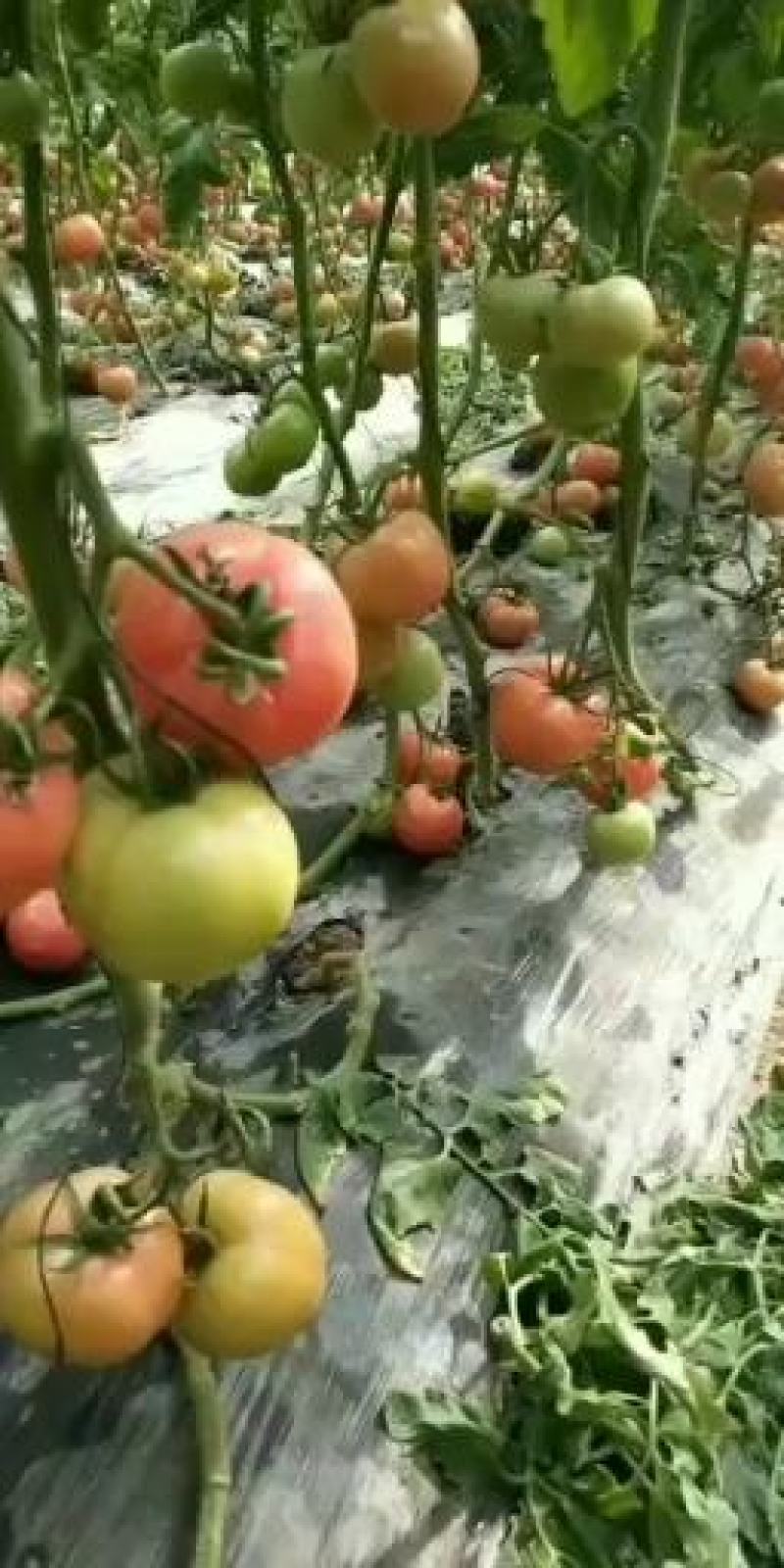 汝南万亩大棚基地品种多多精品果，通货小果，因有尽有，