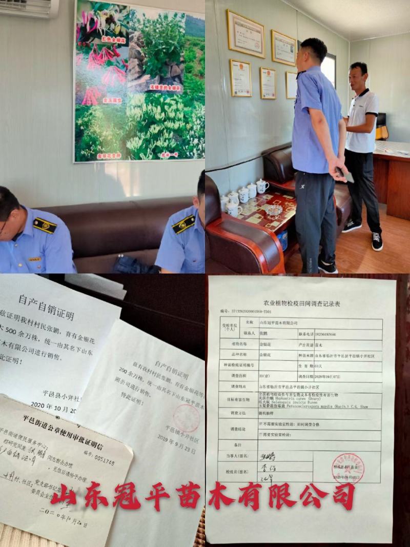 不开花金银花北花一号品种全包技术产量高包回收正常发货