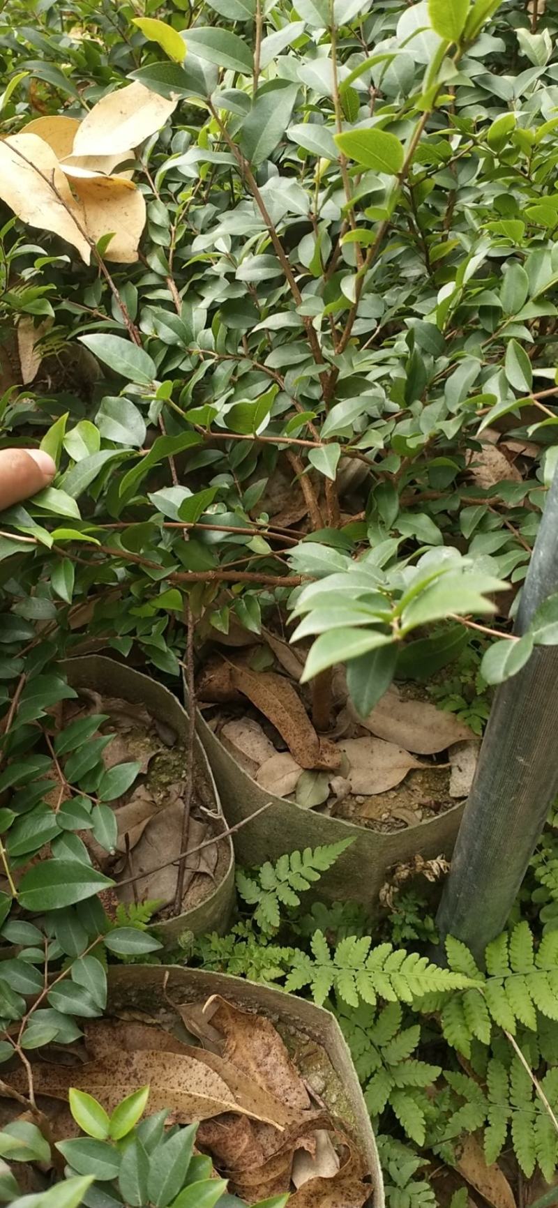 四季嘉宝果树苗沙巴嘉宝果树苗树葡萄树苗正品保证