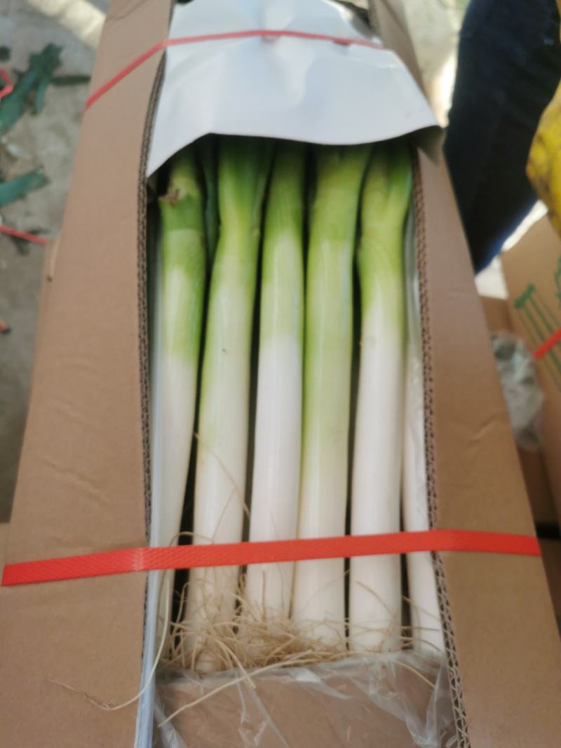 福建漳浦大葱大量上市希望与您真诚的合作…