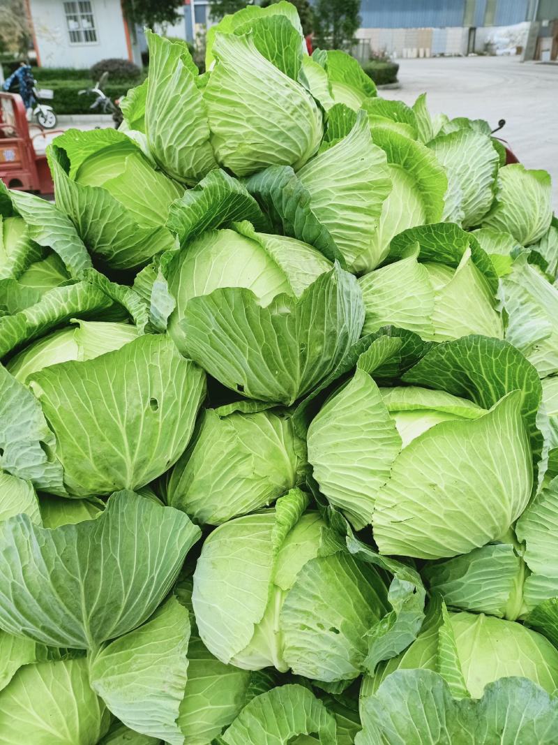 汉中包包菜，菜鲜叶绿，包的紧实，产地直销