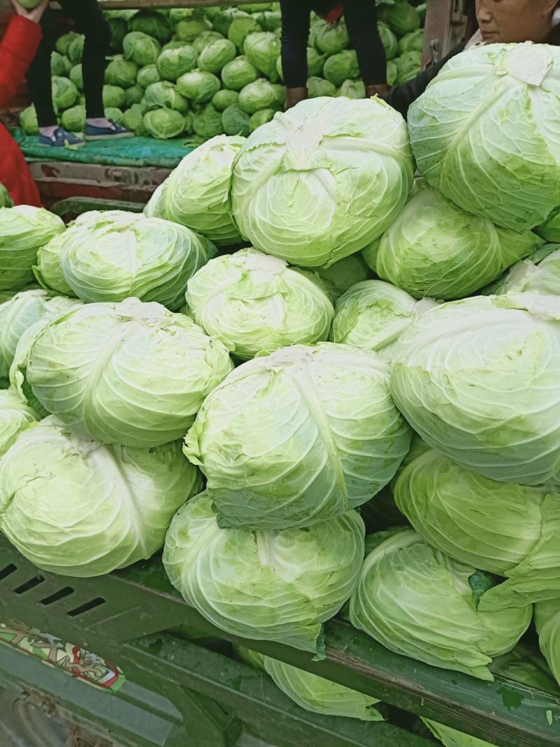 汉中包包菜，菜鲜叶绿，包的紧实，产地直销