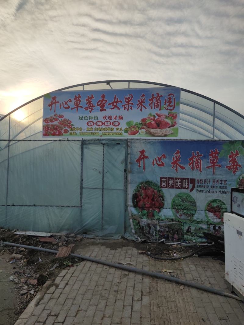 出售精品芹菜、产地直销，自家种植