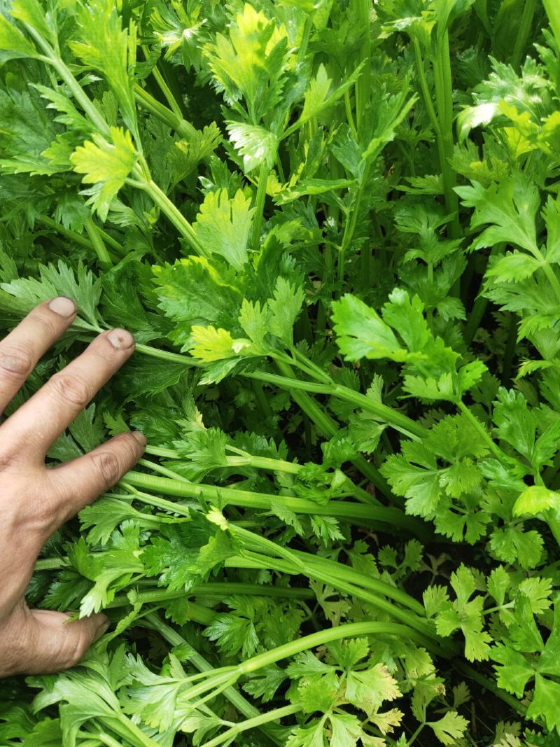 出售精品芹菜、产地直销，自家种植
