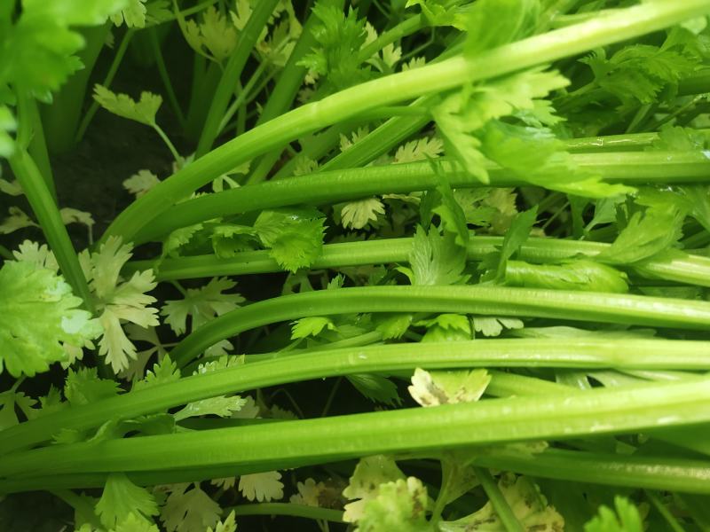 出售精品芹菜、产地直销，自家种植