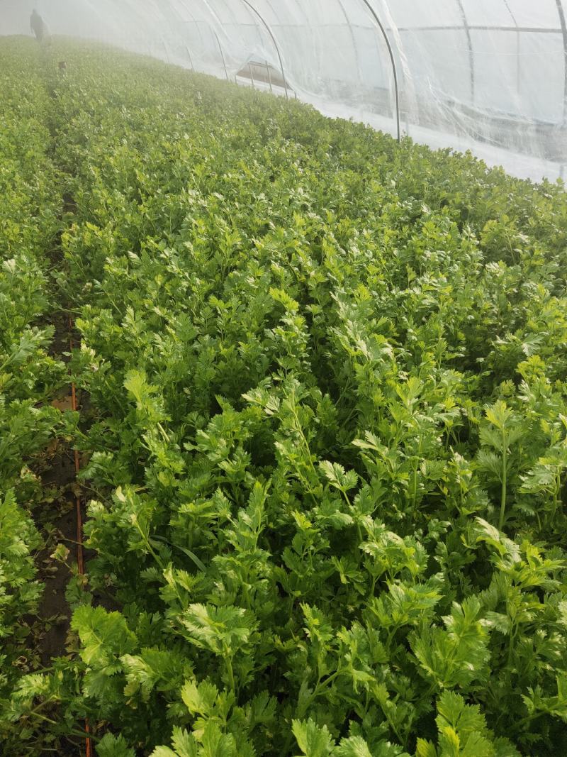 出售精品芹菜、产地直销，自家种植