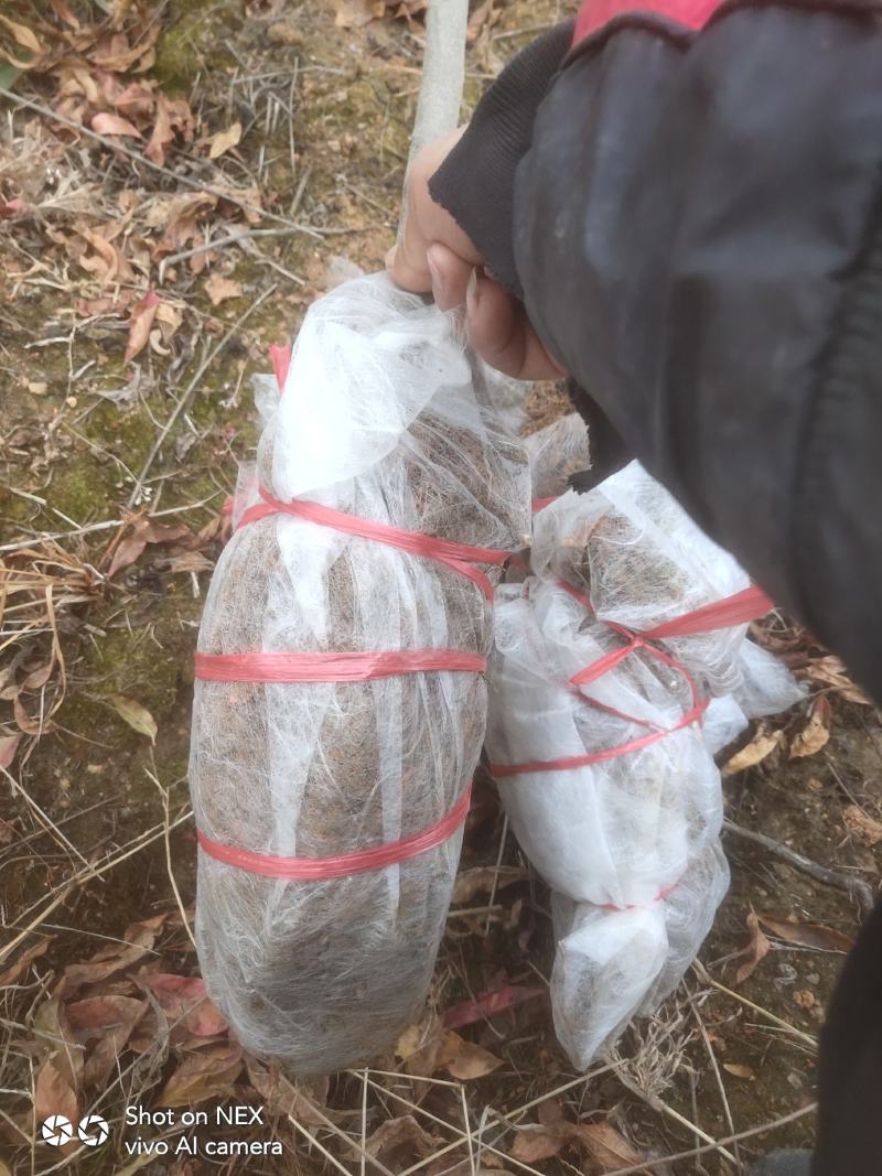 杜英苗，山杜英苗地径3公分以上，还有一年苗
