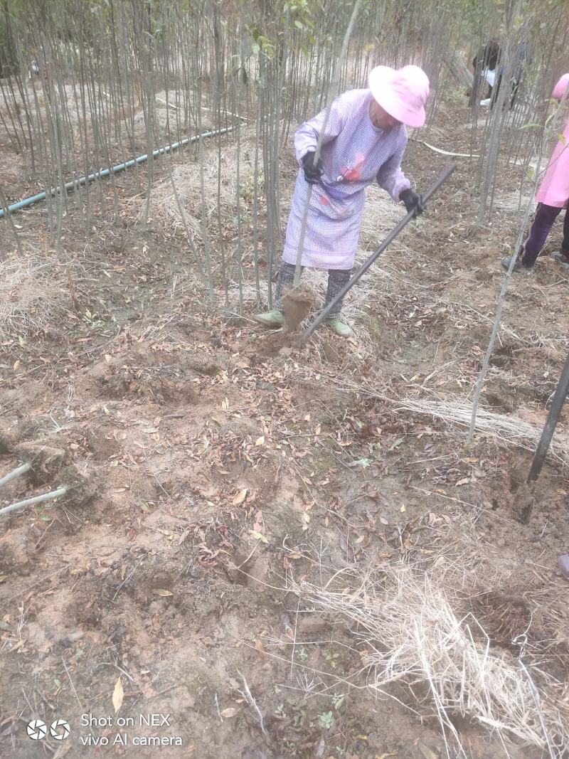 杜英苗，山杜英苗地径3公分以上，还有一年苗