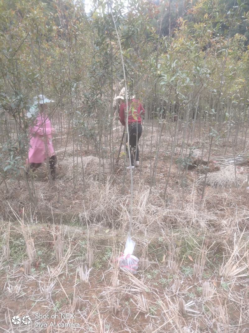 杜英苗，山杜英苗地径3公分以上，还有一年苗