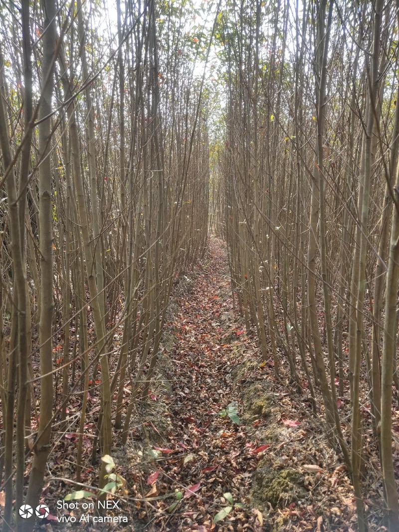 杜英苗，山杜英苗地径3公分以上，还有一年苗