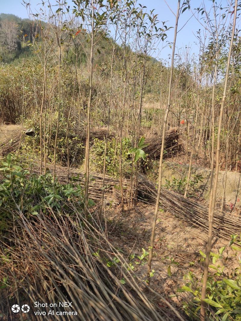 杜英苗，山杜英苗地径3公分以上，还有一年苗