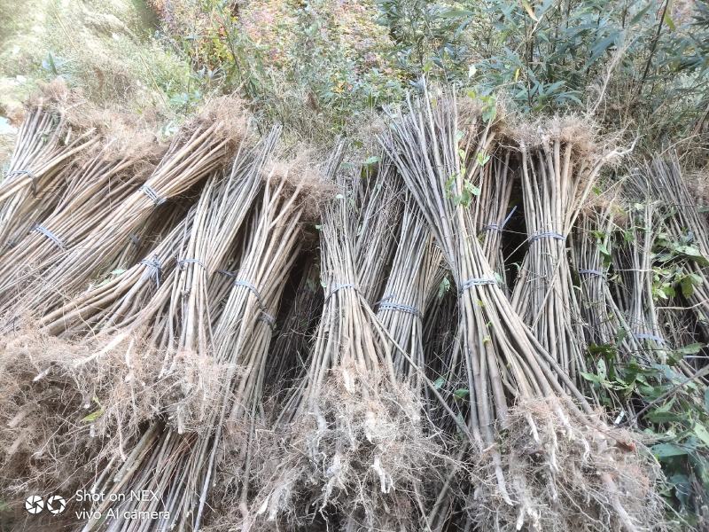 杜英苗，山杜英苗地径3公分以上，还有一年苗