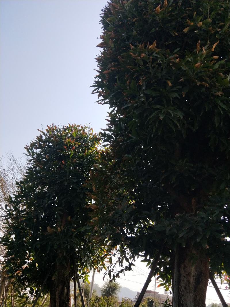 芒果树，直径40—50，假植苗，清场处理