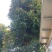 芒果树，直径40—50，假植苗，清场处理