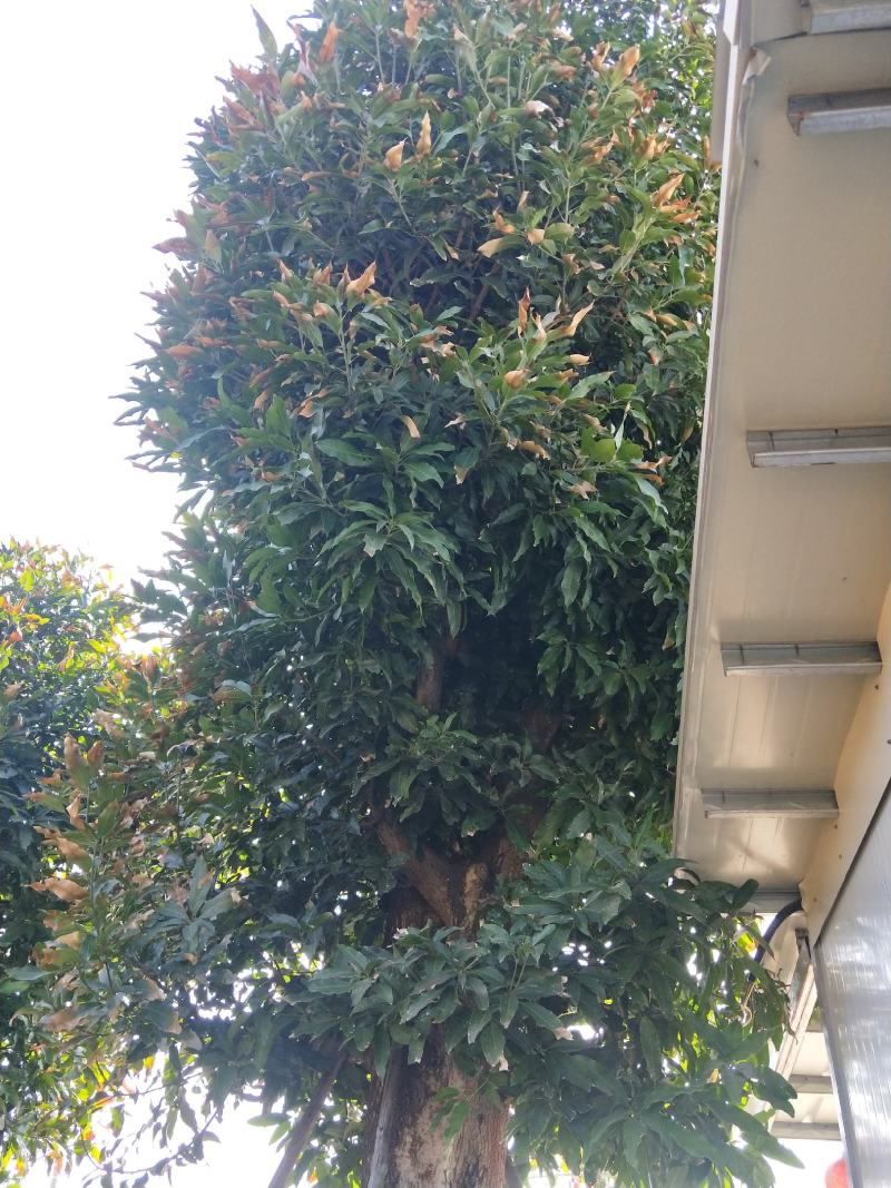 芒果树，直径40—50，假植苗，清场处理