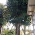 芒果树，直径40—50，假植苗，清场处理