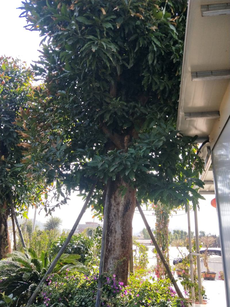 芒果树，直径40—50，假植苗，清场处理