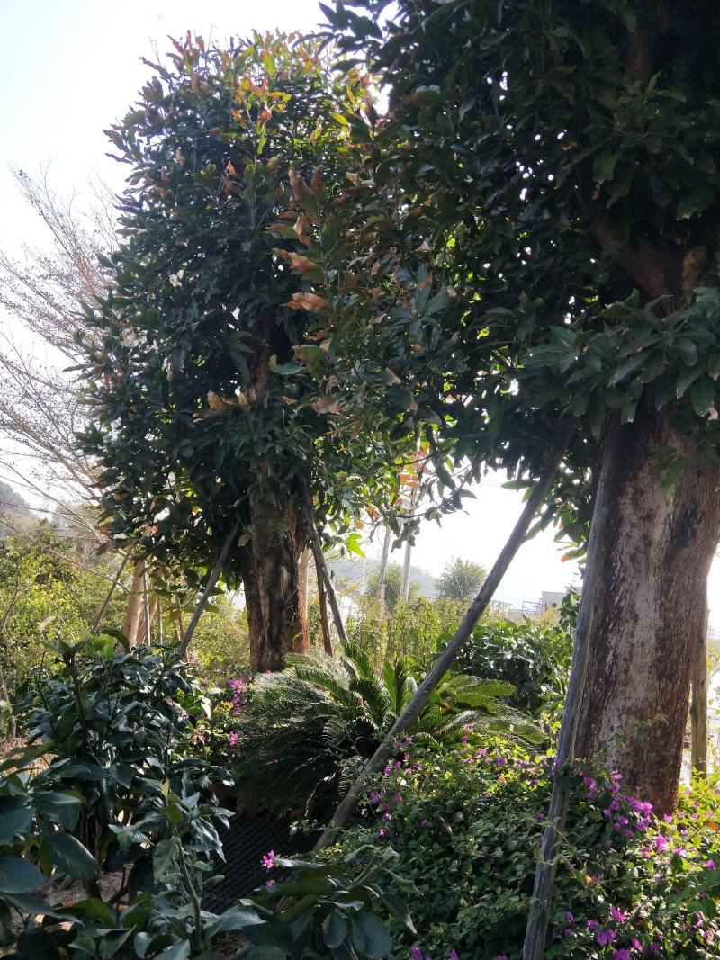 芒果树，直径40—50，假植苗，清场处理