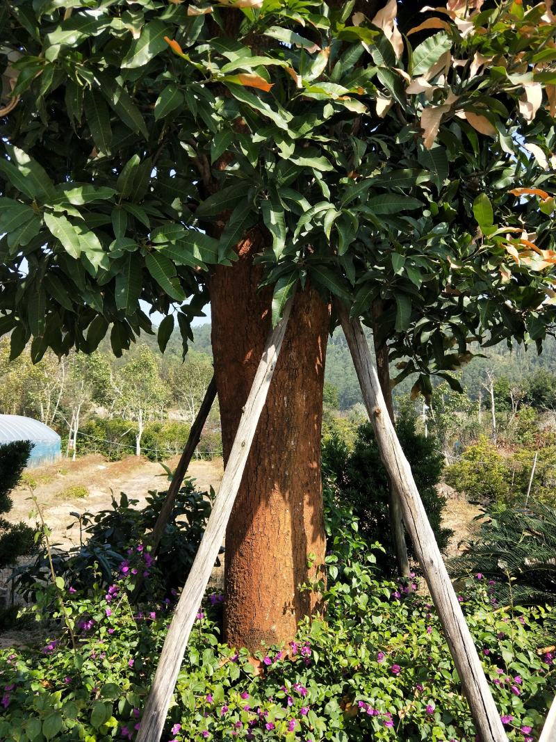 芒果树，直径40—50，假植苗，清场处理
