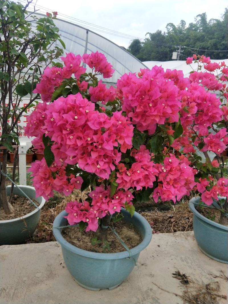 同安红三角梅四季开花，基地直销长期供应，欢迎洽谈