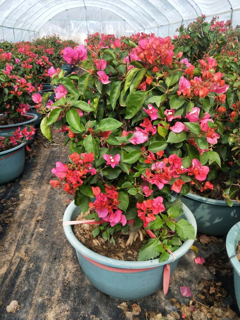 同安红三角梅四季开花，基地直销长期供应，欢迎洽谈
