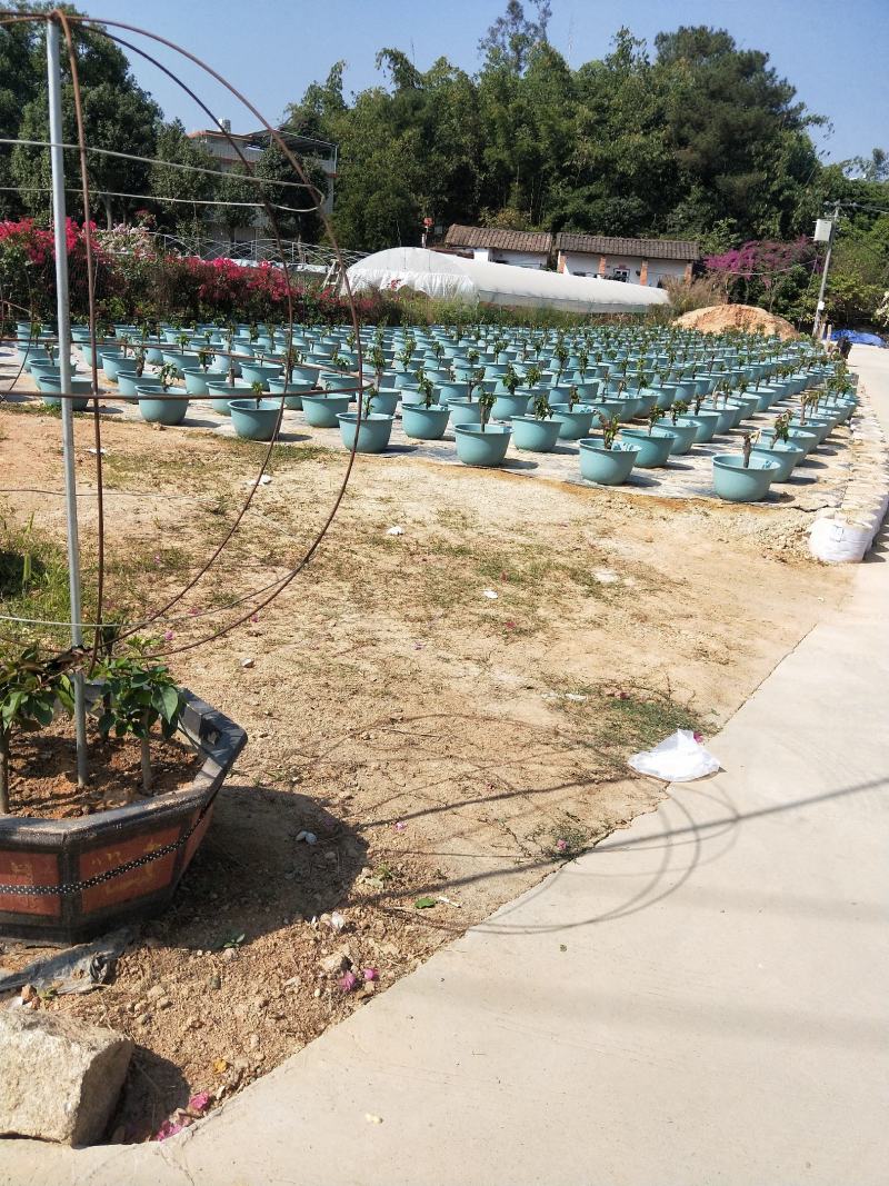 同安红三角梅四季开花，基地直销长期供应，欢迎洽谈