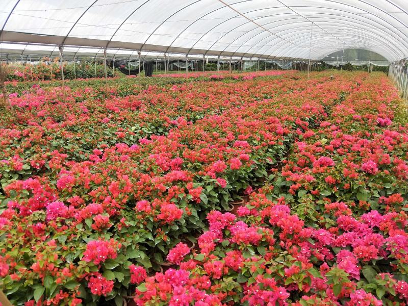 同安红三角梅四季开花，基地直销长期供应，欢迎洽谈