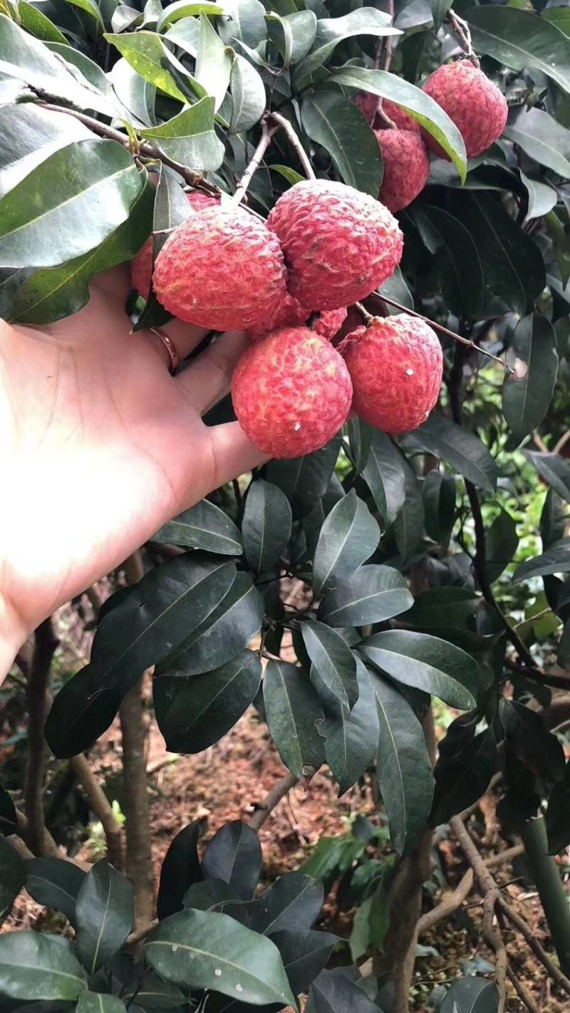 无核荔枝苗仙进奉妃子笑桂味白糖罂三月红鸡嘴荔枝糯米糍观音