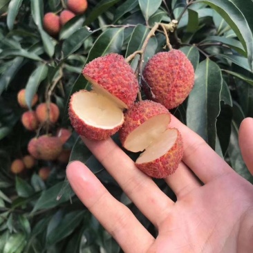 无核荔枝苗仙进奉妃子笑桂味白糖罂三月红鸡嘴荔枝糯米糍观音