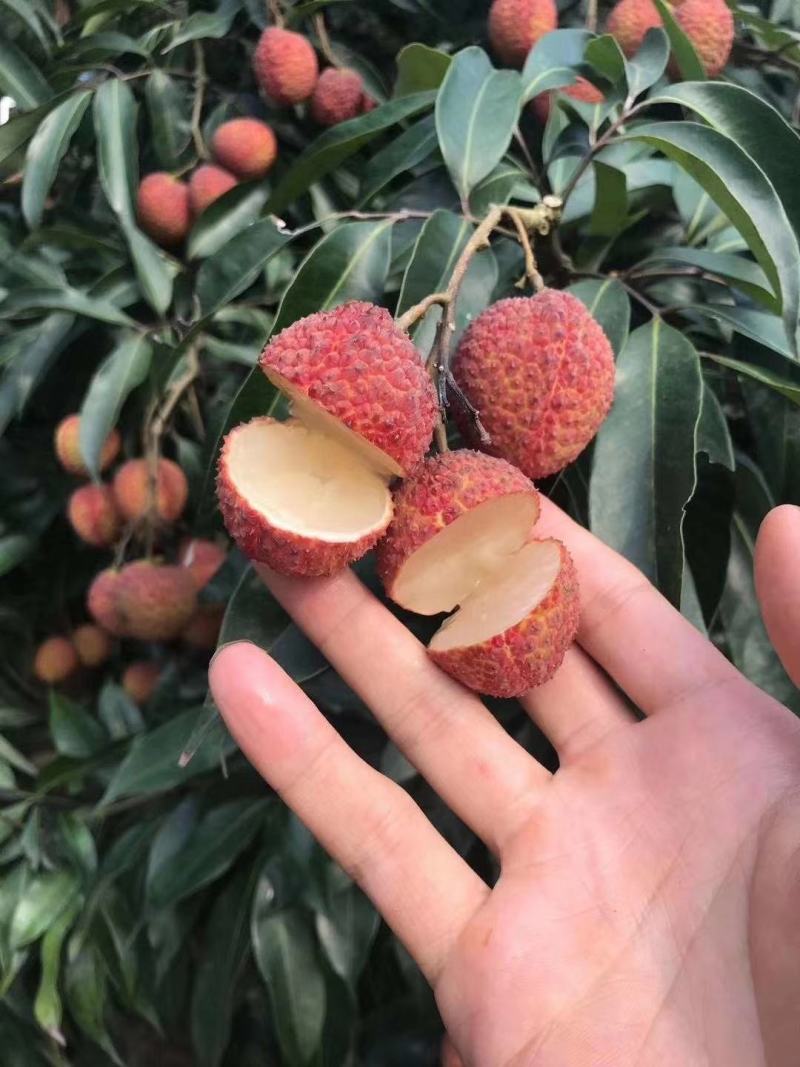 无核荔枝苗仙进奉妃子笑桂味白糖罂三月红鸡嘴荔枝糯米糍观音