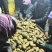 脱毒种薯荷兰十五荷兰七荷兰806原种抗病高产耐储存