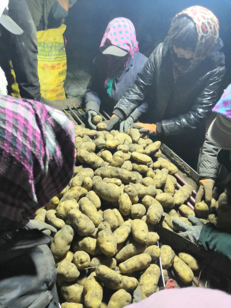 脱毒种薯荷兰十五荷兰七荷兰806原种抗病高产耐储存