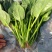 菠菜，精品小菠菜，山东潍坊菠菜，大叶菠菜，火锅小菠菜