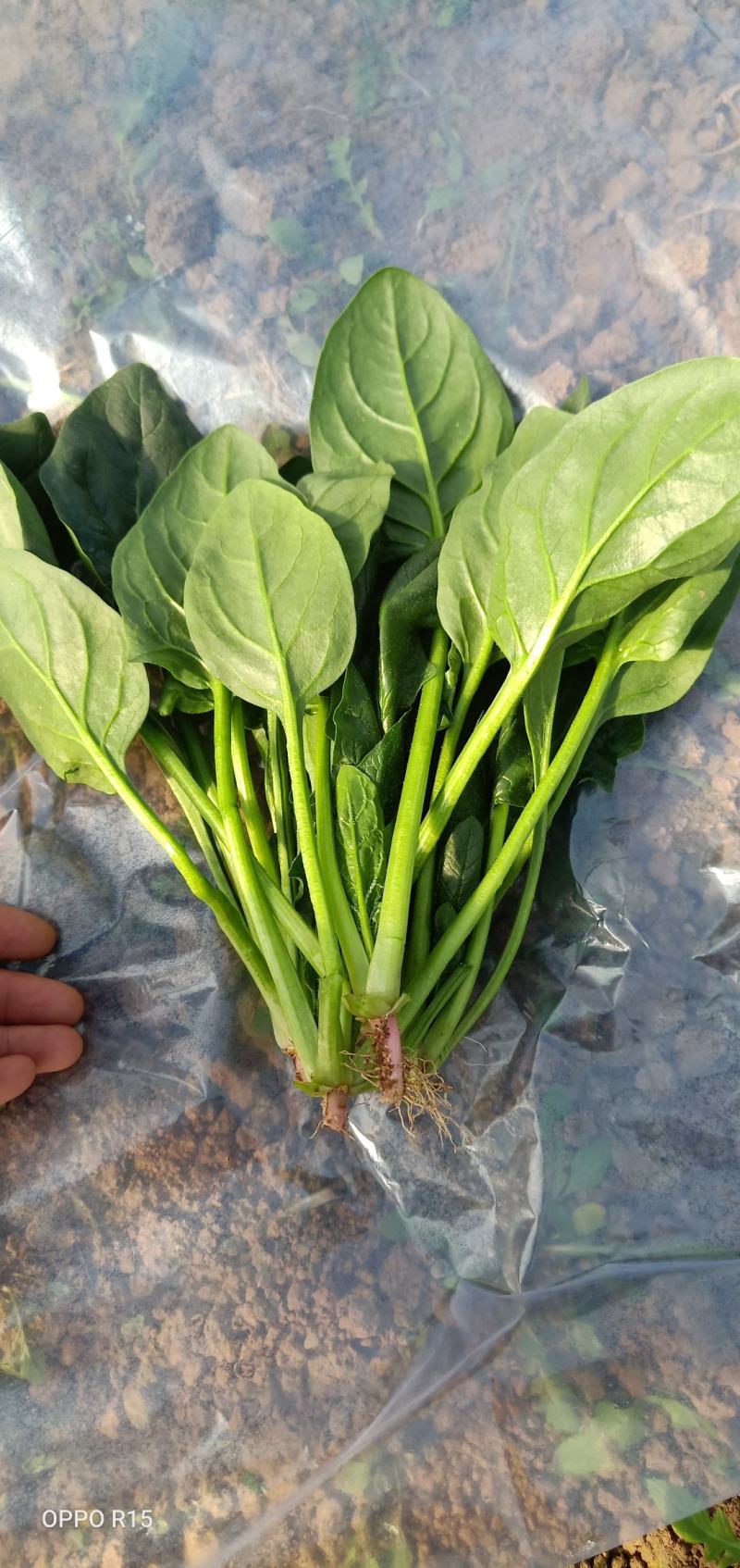 菠菜，精品小菠菜，山东潍坊菠菜，大叶菠菜，火锅小菠菜