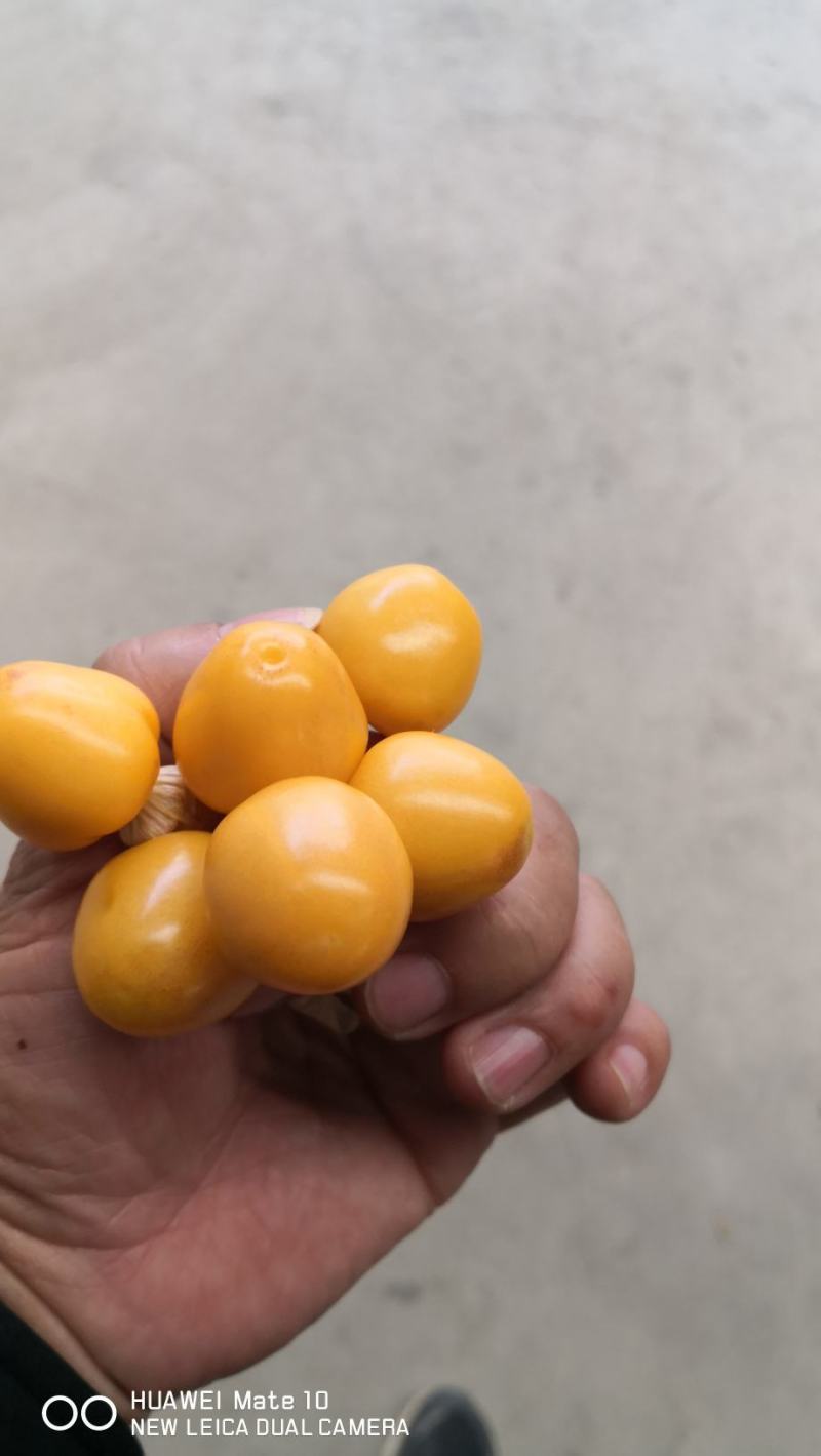 西双版纳灯笼果菇娘果基地直供质量保证量大优惠全国发货