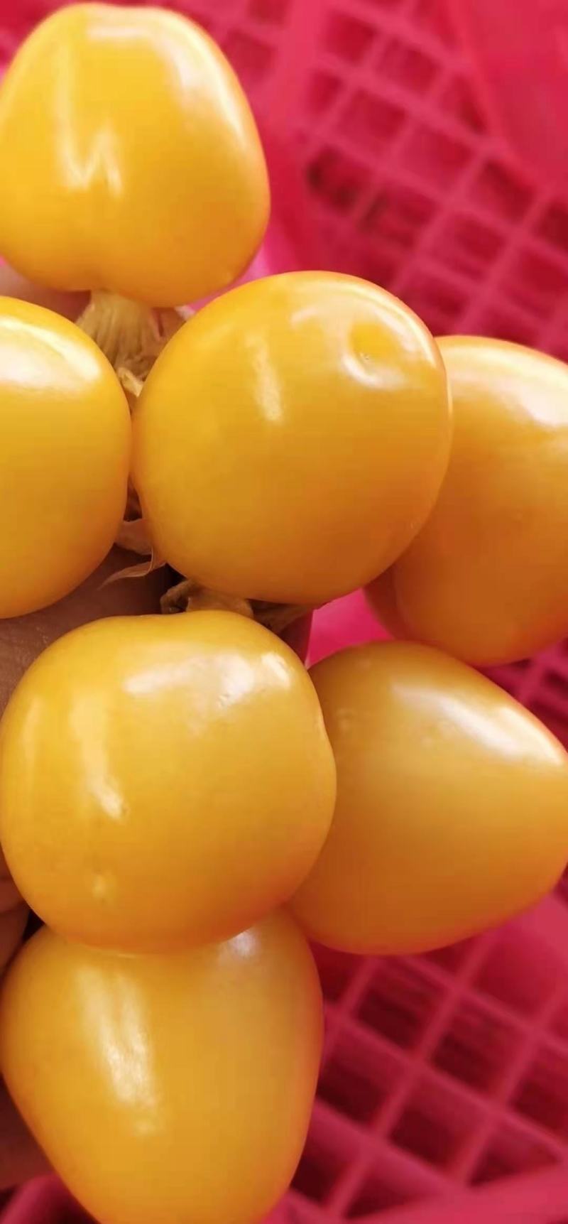 西双版纳灯笼果菇娘果基地直供质量保证量大优惠全国发货