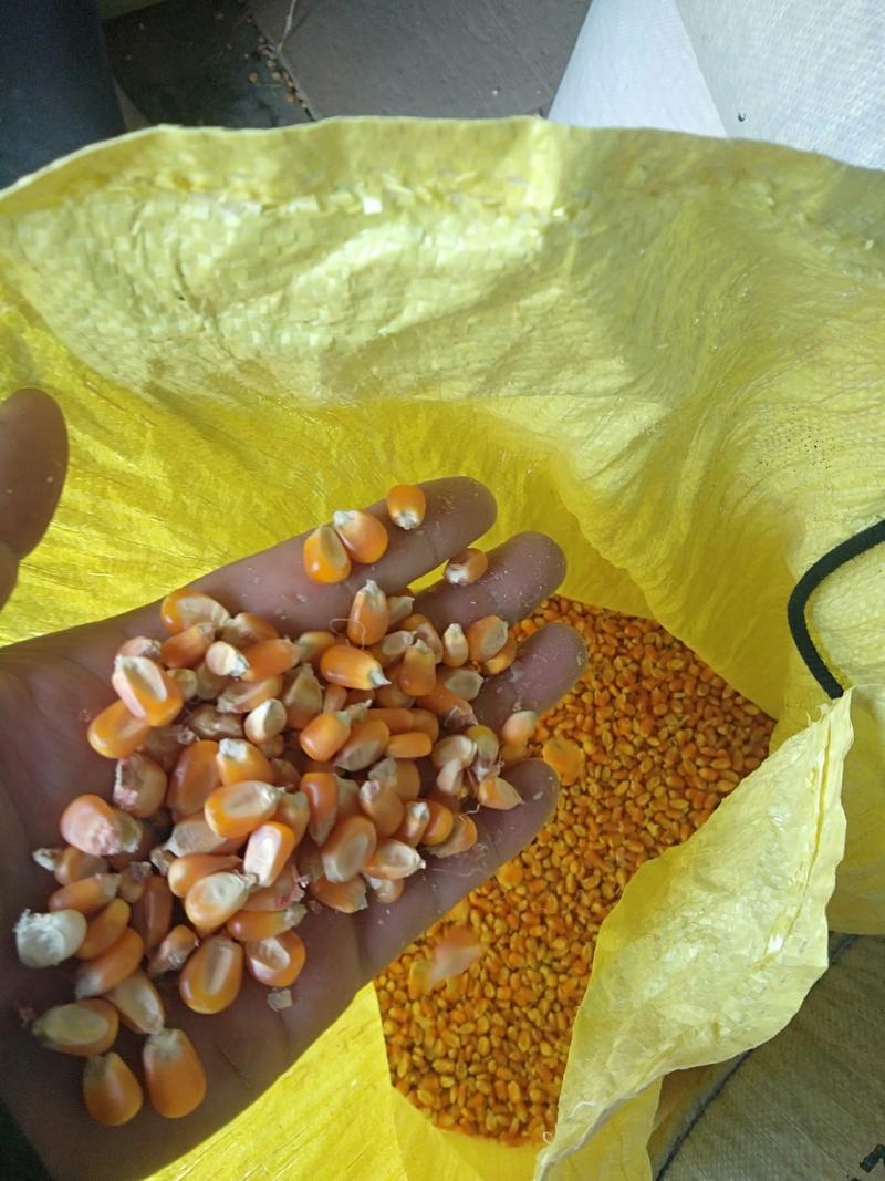 本人常年供应贵州毕节威宁黄玉米粒，和白玉米粒，水分14