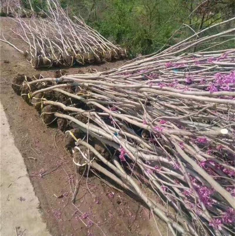 紫荆紫荆，别墅镇宅名贵庭院绿化植物四季风景树