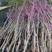 紫荆花树苗四季室外庭院开花紫荆树苗耐寒绿化工程苗南北方种
