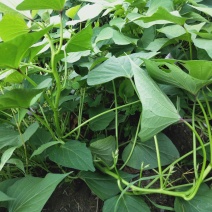 湛江遂溪县龙薯9号苗