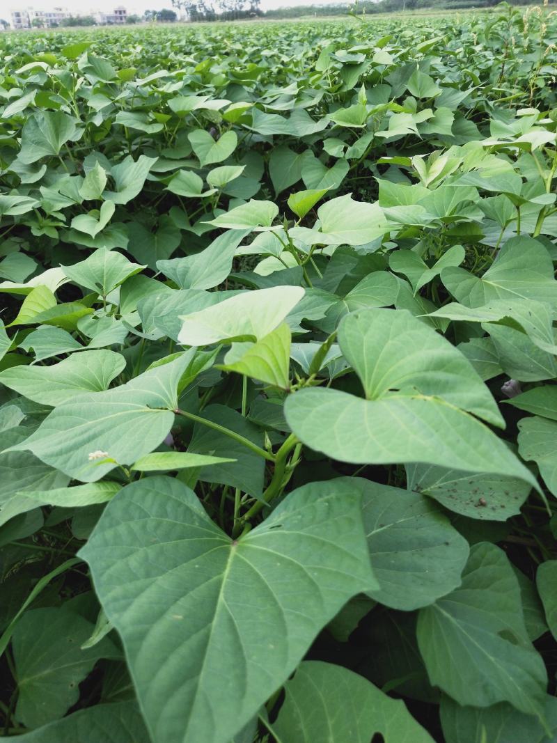 湛江遂溪县龙薯9号苗